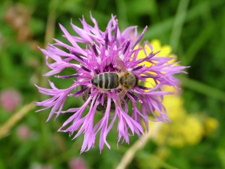 Honey bee visiting greater knapweed