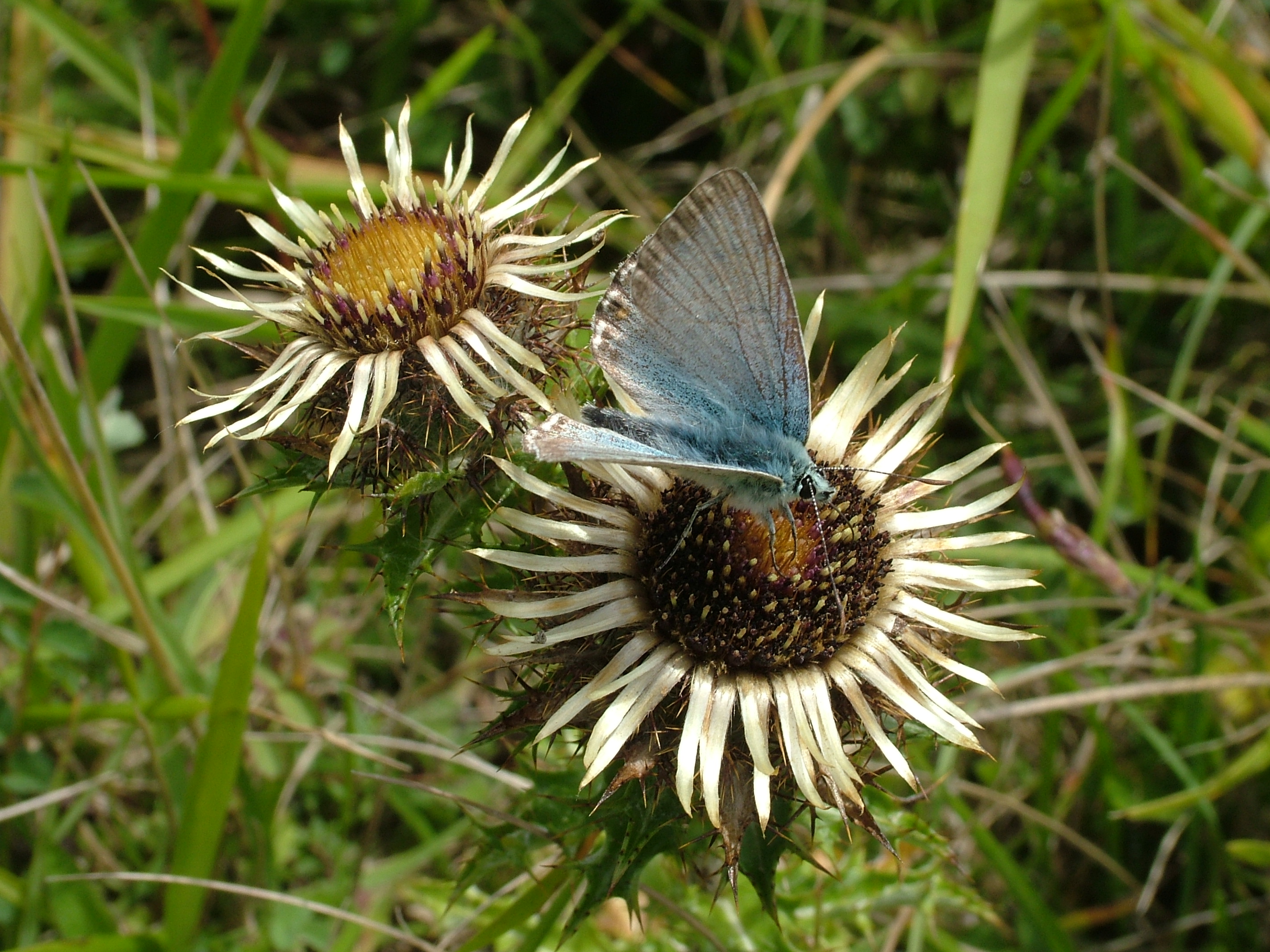 An infrequently recorded interaction between a chalkhill blue butterfly (<em>Polyommatus coridon</em>) and a carline thistle (<em>Carlina acaulis</em>). Image: Nicholas J. Balfour.