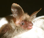 The rare Bechsteins Bat.