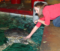 Helen Braysher with Lulu, the Pacific green sea turtle