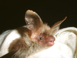 Rare species, such as Bechsteins bat, can be tracked down with AutoBat
