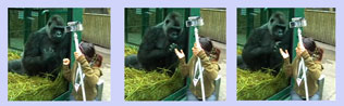 A gorilla engages with the camera crew at Port Port Lympne Wild Animal Park