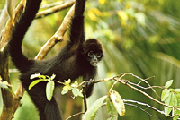 Critically endangered: The Brown-headed Spider Monkey