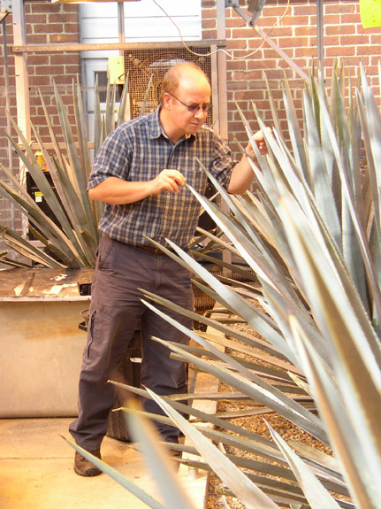 Dr Stephen Pearce tends some of the tequila plants in the biology greenhouses