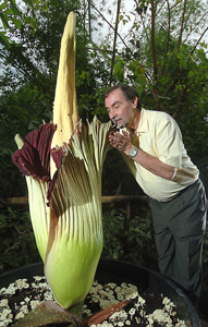 Professor Anthony Moore braves a close encounter with the Titan arum at the Eden Project, Cornwall