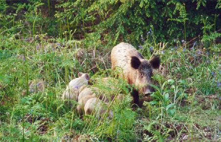 A wild boar and piglets, photographed by Tasha Sims in East Sussex
