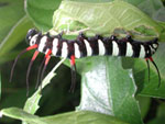 A rainforest caterpillar, sporting alarming-looking spines to ward off predators