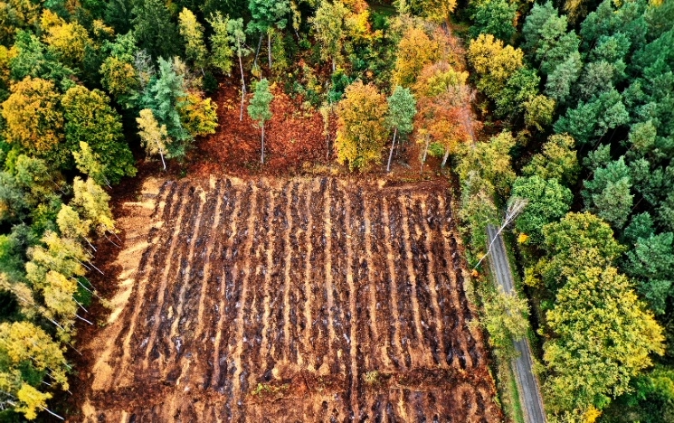 A barren land surrounded by trees
