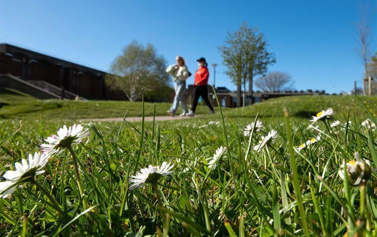 Students walk across a green campus with white flowers in the foreground