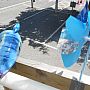 Dolphins