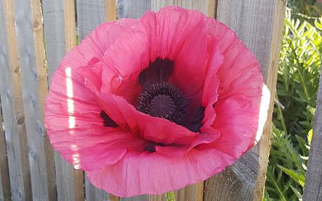 Giant red poppy by a wooden fence