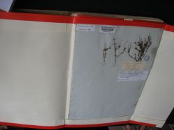 Specimen, Herbarium Kew Gardens