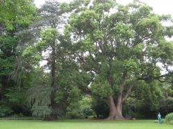 Pietermaritzburg Botanical Garden