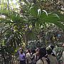Students are watching double coconut inside the Large Palm House