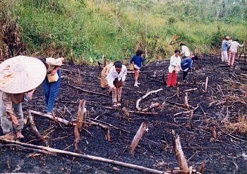 Dayak women bergotong royong (collective labour) in planting paddy