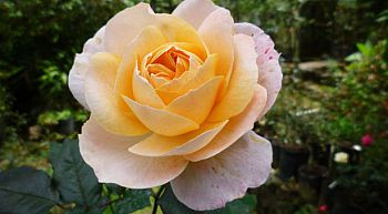 A new rose hybrid has been named after former John Innes botanist Janaki Ammal