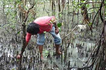 Carey Island mangroves