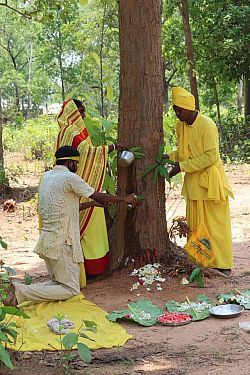 Tree Felling in Purulia