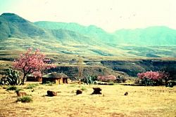 Besotho trees and rural houses 1970s