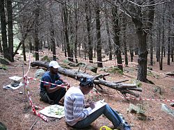 Plant samples described and put in plant press