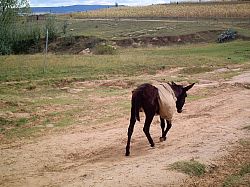 Donkey transporting soil samples