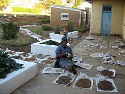 Assistant hired to help pack air dried soil samples for lab analysis