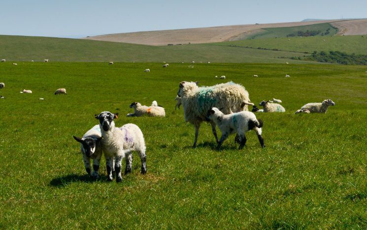 A field of sheep and rolling hills on a sunny day