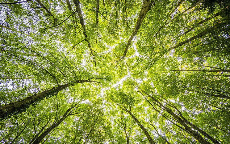 A view of tree tops from the ground, facing the sky