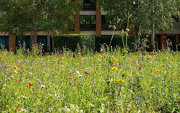 Wildflowers on campus