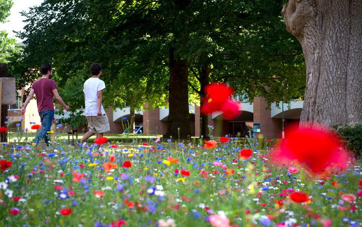 Two people walk past a patch of wildflower meadow, in front of Pevensey arches on campus, filled with poppies, buttercups, cornflowers and other varieties.
