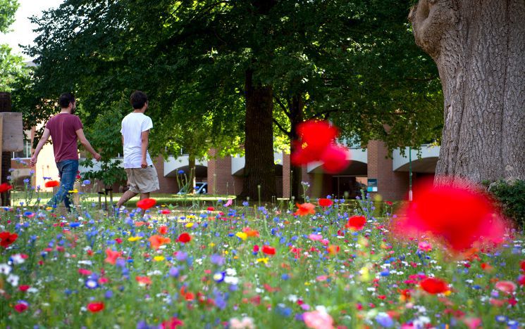 Two people walk past a patch of wildflower meadow, in front of Pevensey arches on campus, filled with poppies, buttercups, cornflowers and other varieties.