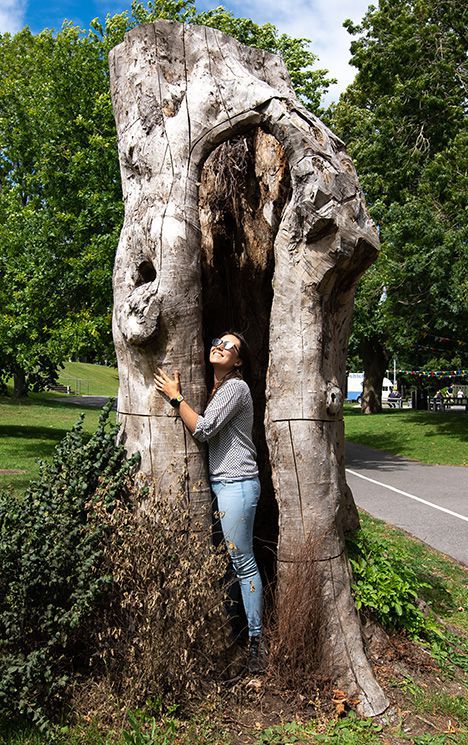 A person poses inside the hollow stump of a campus elm that succumbed to Dutch Elm disease.