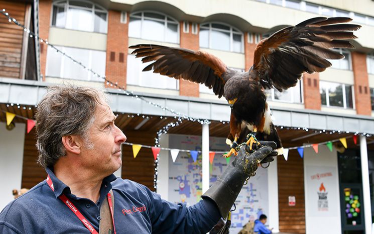 George the hawk lands on the gloved hand of handler Gary Railton.