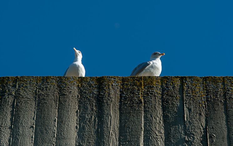 Two herring gulls peer over the edge of a rooftop on campus.