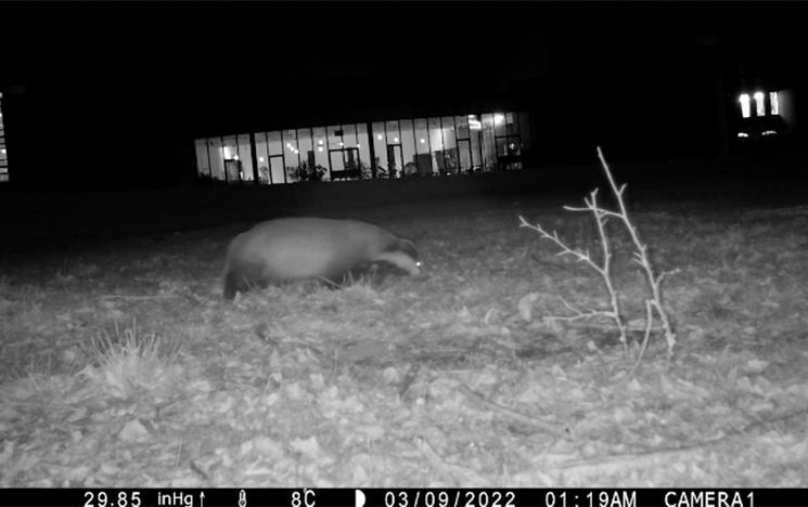 A night-vision camera picks up a solo badger hunting for food on ACCA lawns.