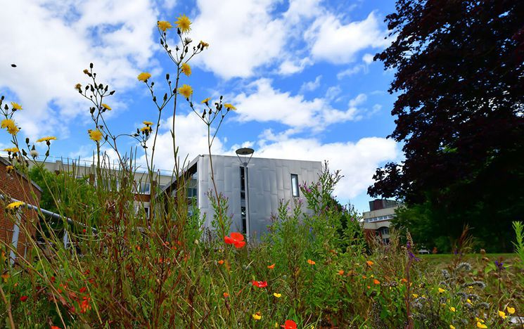 Wildflowers in front of a building