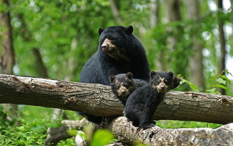 A bear and two bear cubs sitting on a tree branch