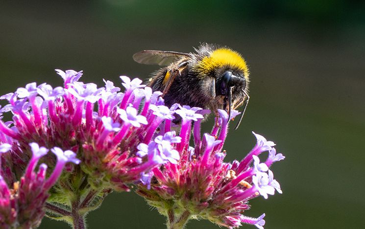 A bee on a flower