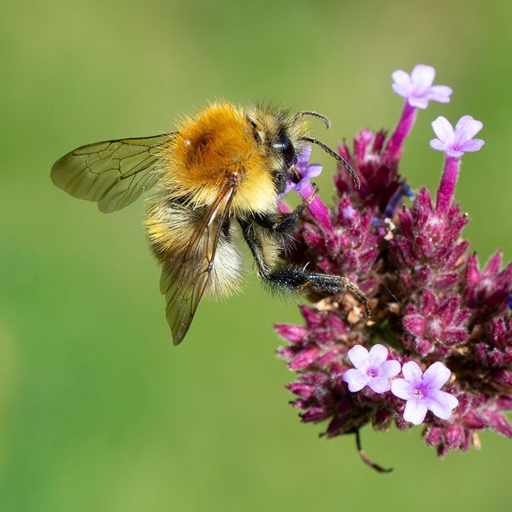 Bee on flower