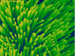 Zinc oxide nanorods for water splitting