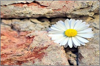 image of a daisy growing out of some red rocks