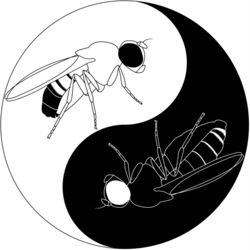Yin Yang duality with male and female flies