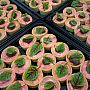 Canapes - Beetroot