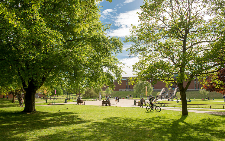 campus trees _