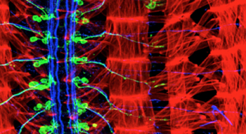 Icon for the Alonso Lab