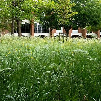 Grass on campus