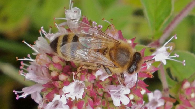 a honeybee on marjoram