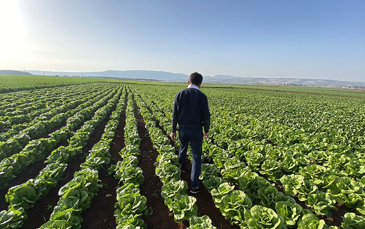 A Syrian farmer, with his back to the camera, walks among rows of crops