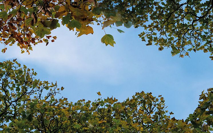 Photo looking up at leaves of some of the campus trees, against blue sky