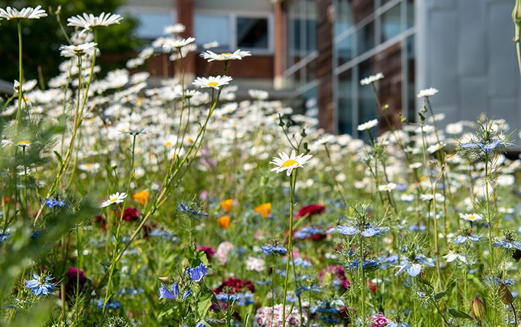 Wildflowers on campus with university building in background